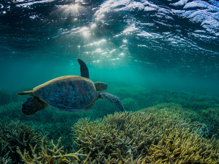 10 fascinating facts about sea turtles